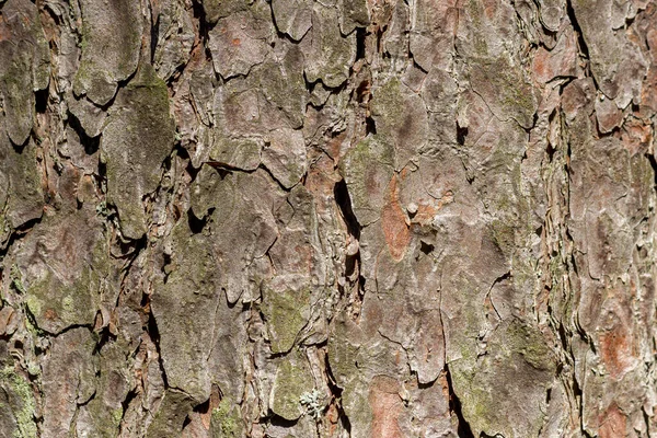 Surface Bark Pine Tree Covered Moss — Stock Photo, Image