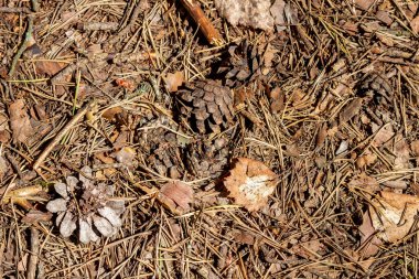 Ormandaki toprak yüzeyi, düşmüş iğneler, yapraklar ve dallarla kaplıydı..