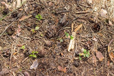 Ormandaki toprak yüzeyi, düşmüş iğneler, yapraklar ve dallarla kaplıydı..