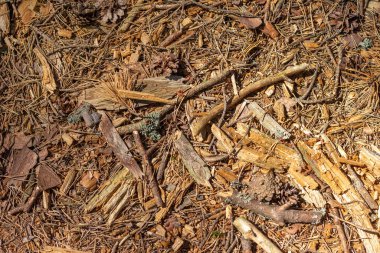 Ormandaki toprak yüzeyi, düşmüş iğneler, yapraklar ve dallarla kaplıydı..