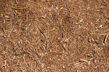 Ormandaki toprak yüzeyi, düşmüş iğneler, yapraklar ve dallarla kaplıydı..