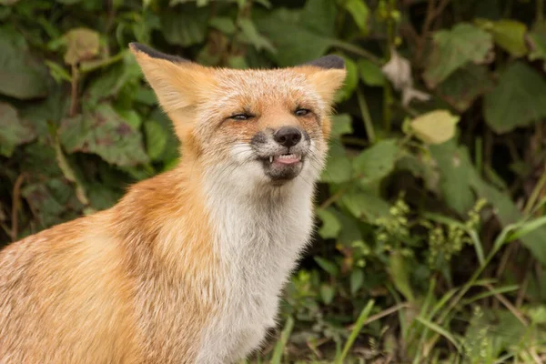 狐狸笑着露出牙齿的脸的特写 — 图库照片