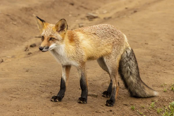 Ein Flauschiger Fuchs Steht Auf Einer Landstraße Und Blickt Die — Stockfoto