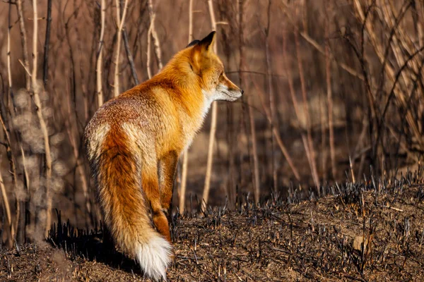 Ein Fuchs Auf Einer Verbrannten Wiese Nach Einem Waldbrand Sieht — Stockfoto