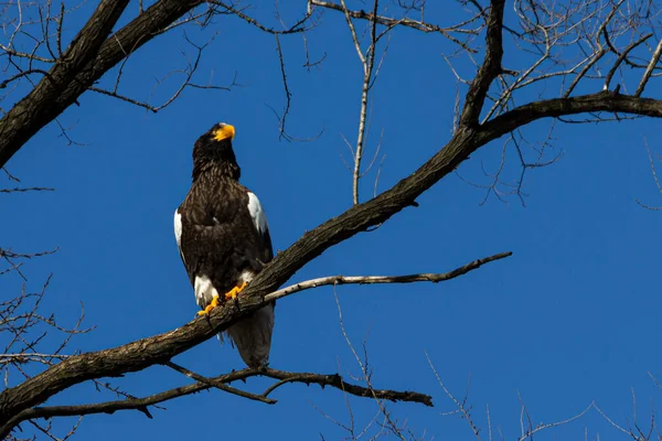 Steller\'s sea eagle (Haliaeetus pelagicus) sitting on a tree branch against a blue sky.