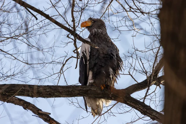 Морской Орел Стеллера Haliaeetus Pelagicus Сидит Ветке Дерева Фоне Голубого — стоковое фото