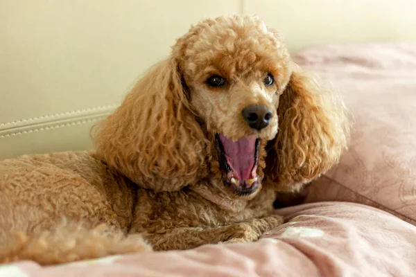 Bir ev yapımı kayısı kanişi yastığın üzerinde yatar ve ağzı sonuna kadar açık esner..