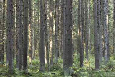 Rusya 'nın kuzeybatısında uzun, düz, yosun kaplı çamlardan oluşan sık bir orman..