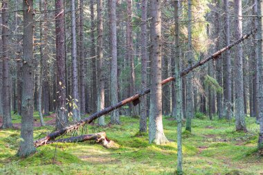 Rusya 'nın kuzeybatısında uzun, düz, yosun kaplı çamlardan oluşan sık bir orman..