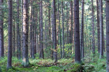 Rusya 'nın kuzeybatısında uzun, düz, yosun kaplı çamlardan oluşan sık bir orman..