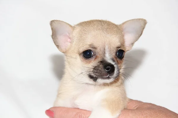 Favorit Hund Vit Chihuahua Valp Väldigt Lite Kul Och Lekfull — Stockfoto