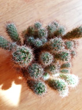 Masada çok dikenli iğneler ile bir oda çiçek kaktüs.