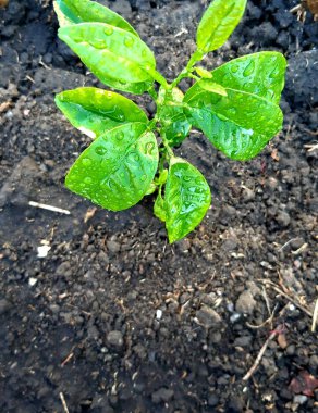 Küçük bir yeşil limon filizi yerde yetişir..