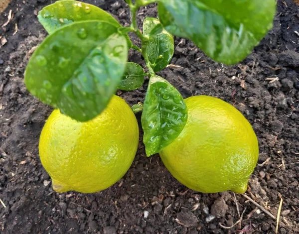 Liten Grön Spira Och Limefrukter Växer Marken — Stockfoto