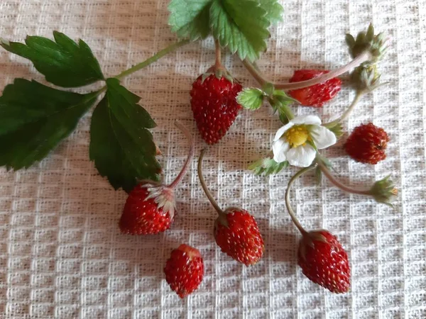 On a napkin are the fruits and flowers of fresh, sweet garden strawberries.