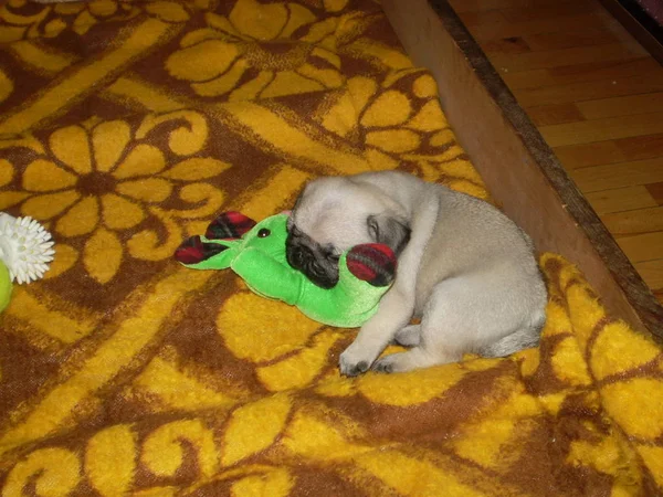 Pequeno Filhote Cachorro Engraçado Dormindo Com Seu Brinquedo Favorito — Fotografia de Stock