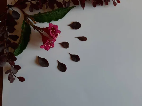 Tema Otoño Texturas Fondos Con Rosa Mosqueta Hojas Flores —  Fotos de Stock