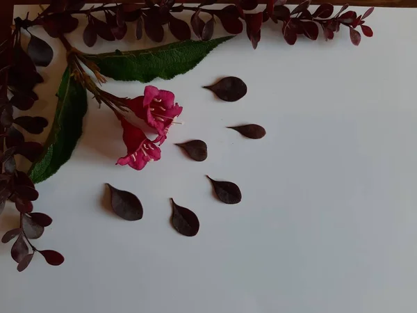 Őszi Téma Textúrák Hátterek Csipkebogyó Levelek Virágok — Stock Fotó