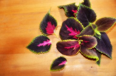 Tahtada güzel parlak yaprakları ile dekoratif bir coleus bitkinin bir dalı yatıyor.