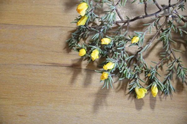 Placa Encontra Ramo Uma Planta Decorativa Purslane Com Flores Amarelas — Fotografia de Stock