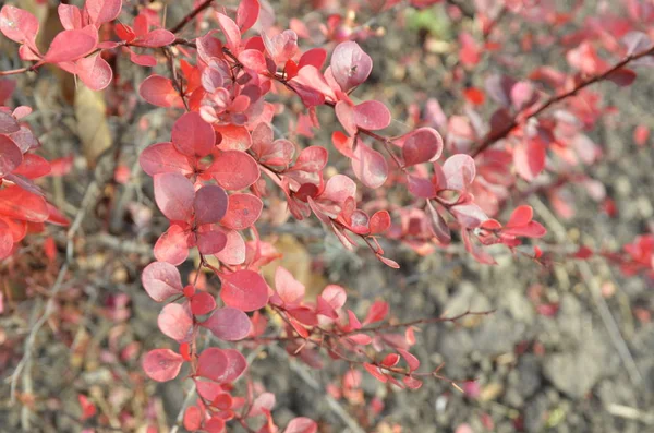 Outono Foto São Folhas Vermelhas Arbusto Decorativo Bérberis — Fotografia de Stock