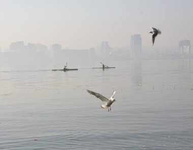 Sisli bir sonbahar sabahı. Nehirdeki su kuşu: Ördekler, martılar.