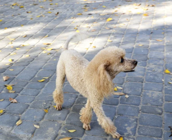 Cachorro Bonito Poodle Com Longas Orelhas Caminha Parque — Fotografia de Stock