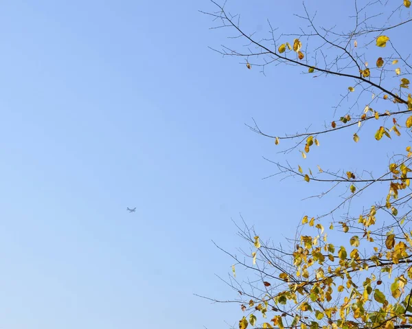 Dia Outono Avião Voa Alto Céu Azul — Fotografia de Stock