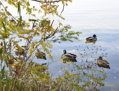 Sonbahar günü. Güzel vahşi ördekler nehir boyunca yüzer.