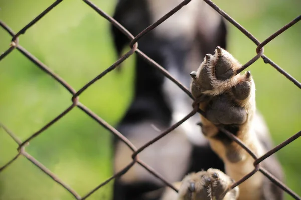 Homeless Dog Bars Dog Shelter — Stock Photo, Image