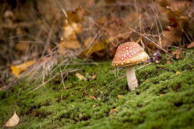 Sonbahar ormanında mantar.