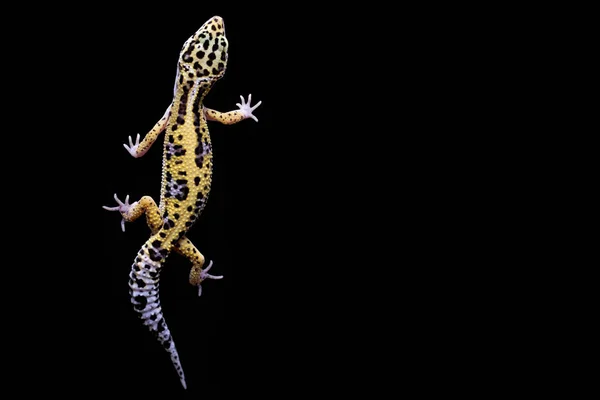 Ящірки Чорному Фоні Леопард Гекко Вид Зверху — стокове фото
