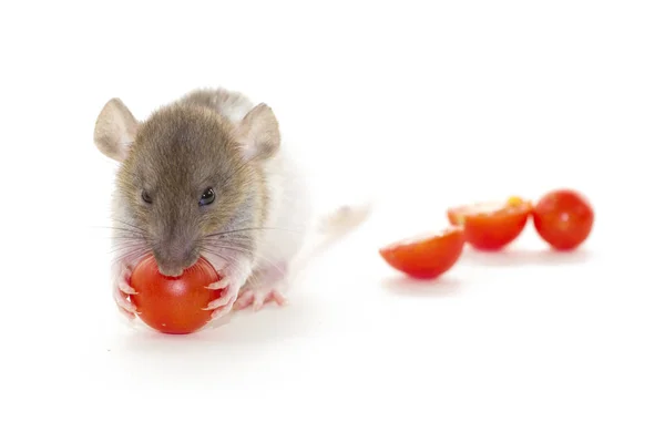 Liten Råtta Ätande Tomat Isolerad Vitt — Stockfoto