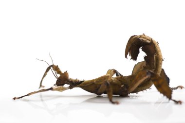 Dev dikenli sopa böcek beyaz izole