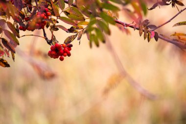 Arka planda kal. Bulanık arkaplanda bir rowan ağacı