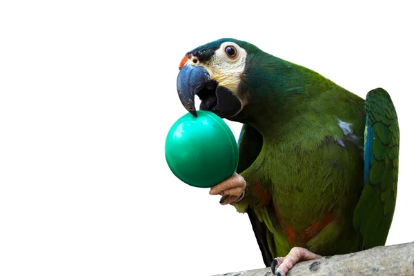 Ara maracana beyaz üzerine izole