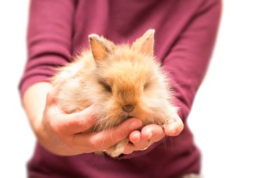 Beyaz tavşanı tutan kadın.