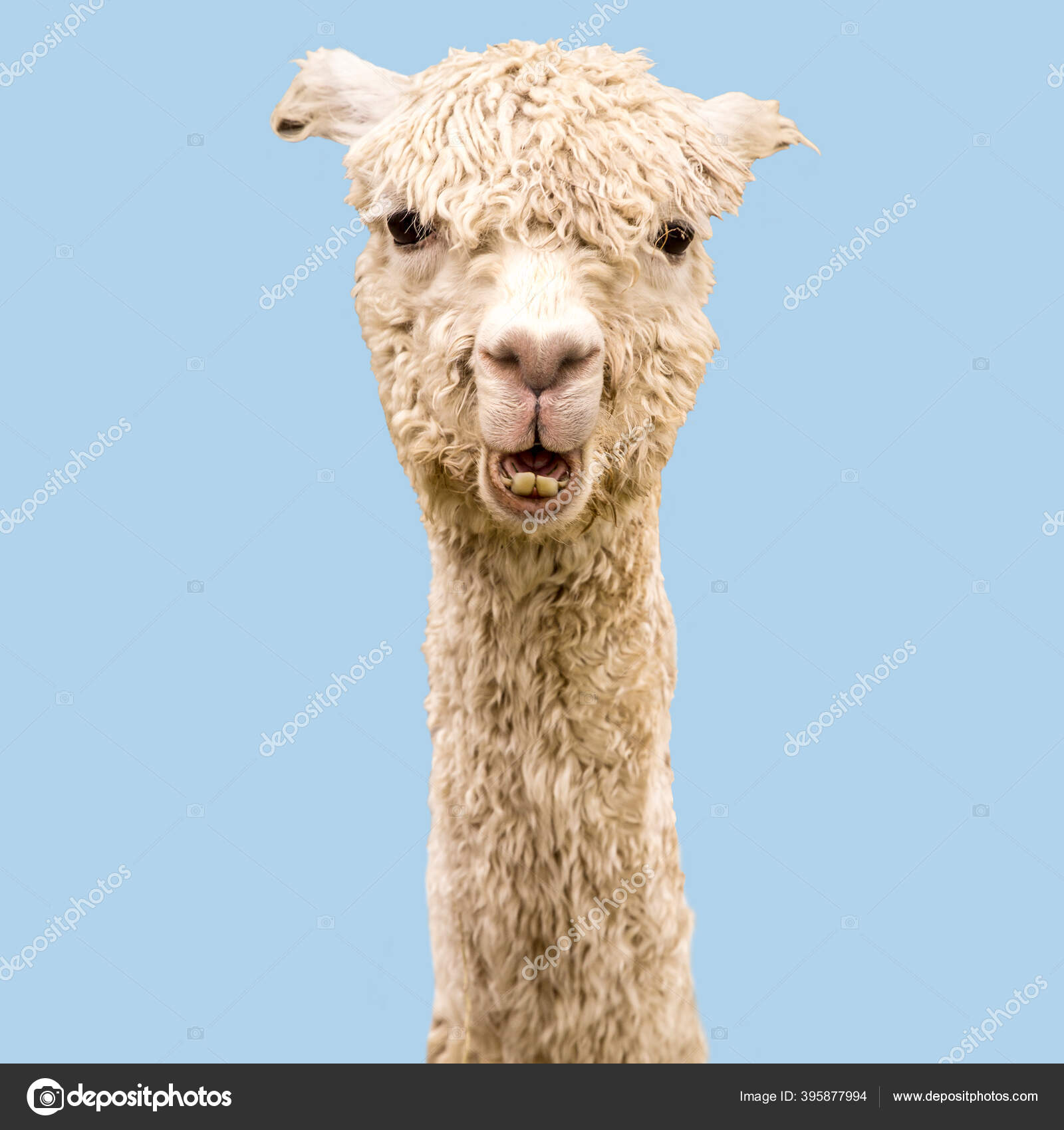 Funny White Alpaca Blue Background Stock Photo by ©murbanska00 395877994