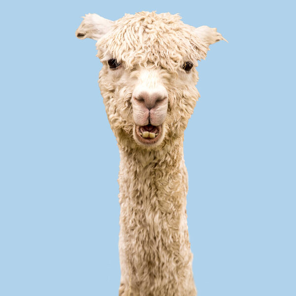 Funny white alpaca on blue background