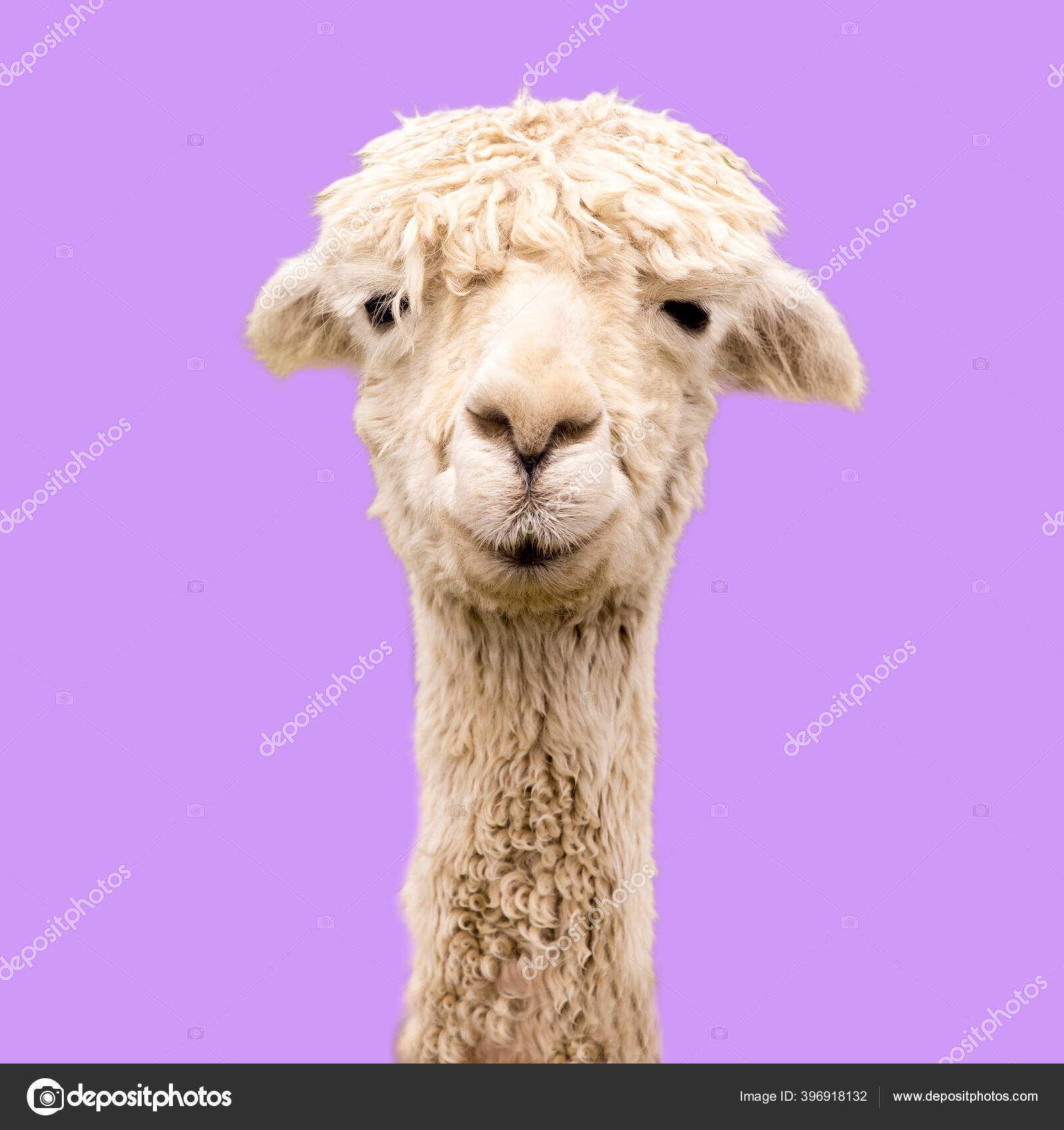 Suri Alpaca写真素材 ロイヤリティフリーsuri Alpaca画像 Depositphotos