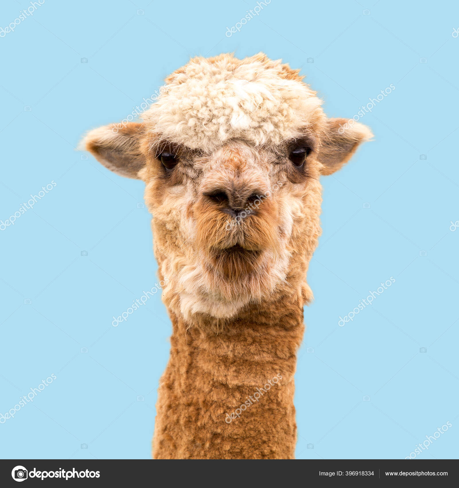 Suri Alpaca写真素材 ロイヤリティフリーsuri Alpaca画像 Depositphotos