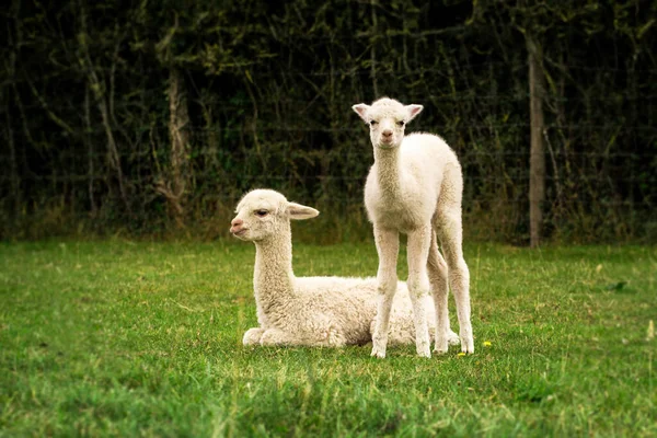 White Alpaca Babies Farm — Stock Photo, Image
