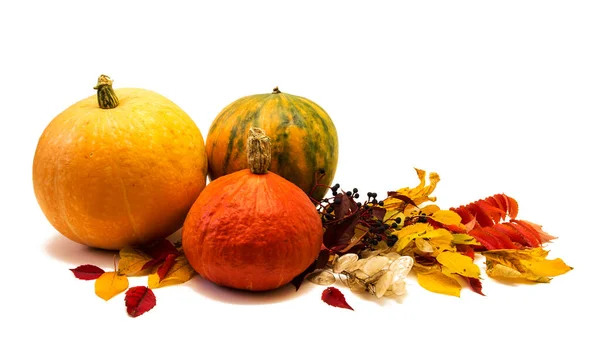 Beyaz arka planda izole edilmiş balkabakları ve yapraklar. Mutlu Şükran Günleri