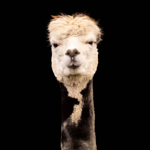 Grappige Alpaca Geïsoleerd Zwarte Achtergrond — Stockfoto