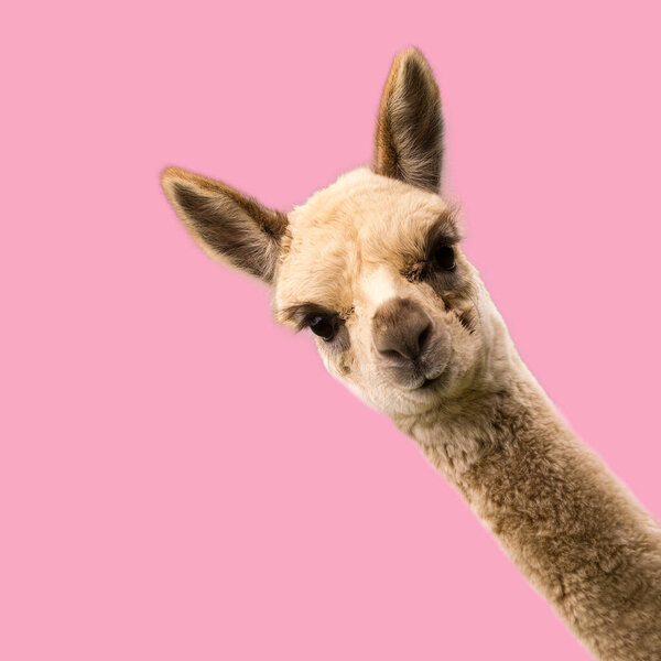 Funny alpaca baby on pink background.