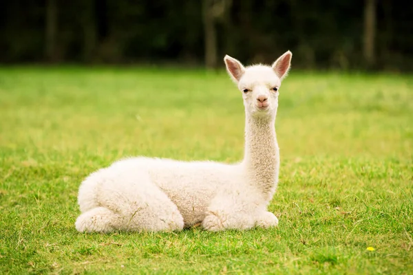 Alpaca Baby Sitting Grass Stock Photo