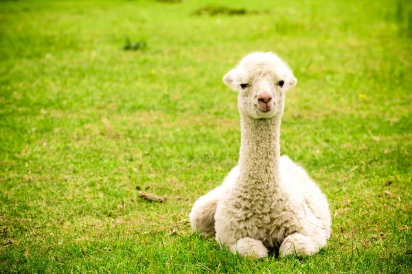 Beyaz alpaka bebek çimlerin üzerinde