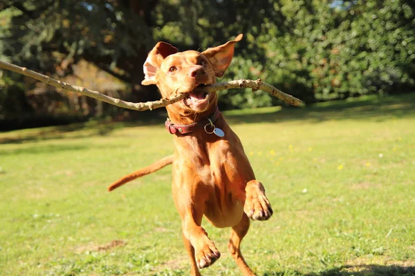 Vizsla Dog Stick Playing Park — Stock Photo, Image