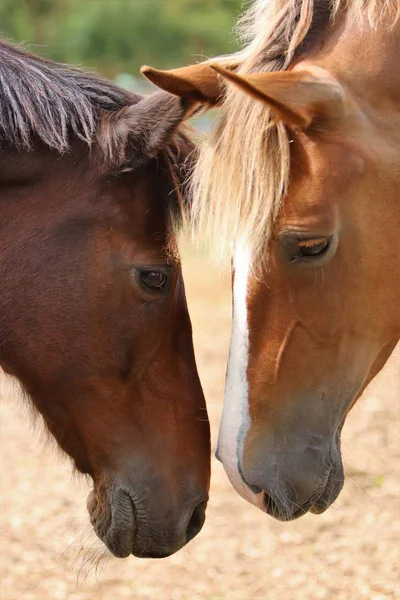 Close Dois Cavalos Cumprimentando Outro — Fotografia de Stock