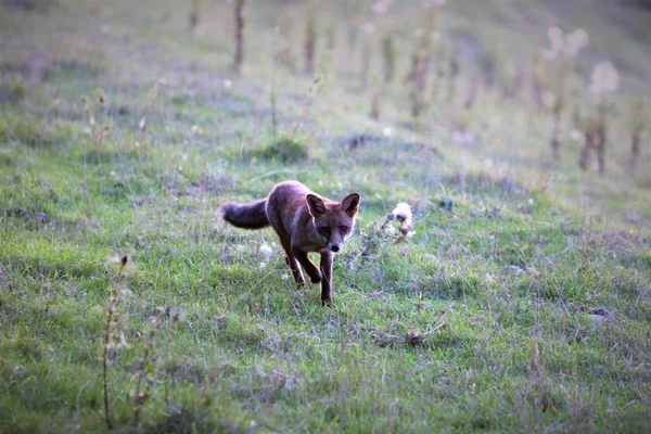 Jonge Fox Cub Jacht Een Veld — Stockfoto